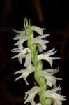 Great Plains lady's tresses